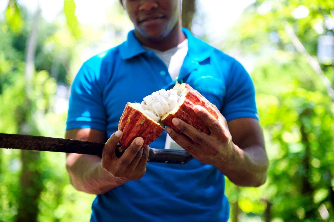 A Cup of Cocoa Tea Experience Jamaique